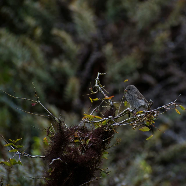 a small bird perched on top of a dead nch