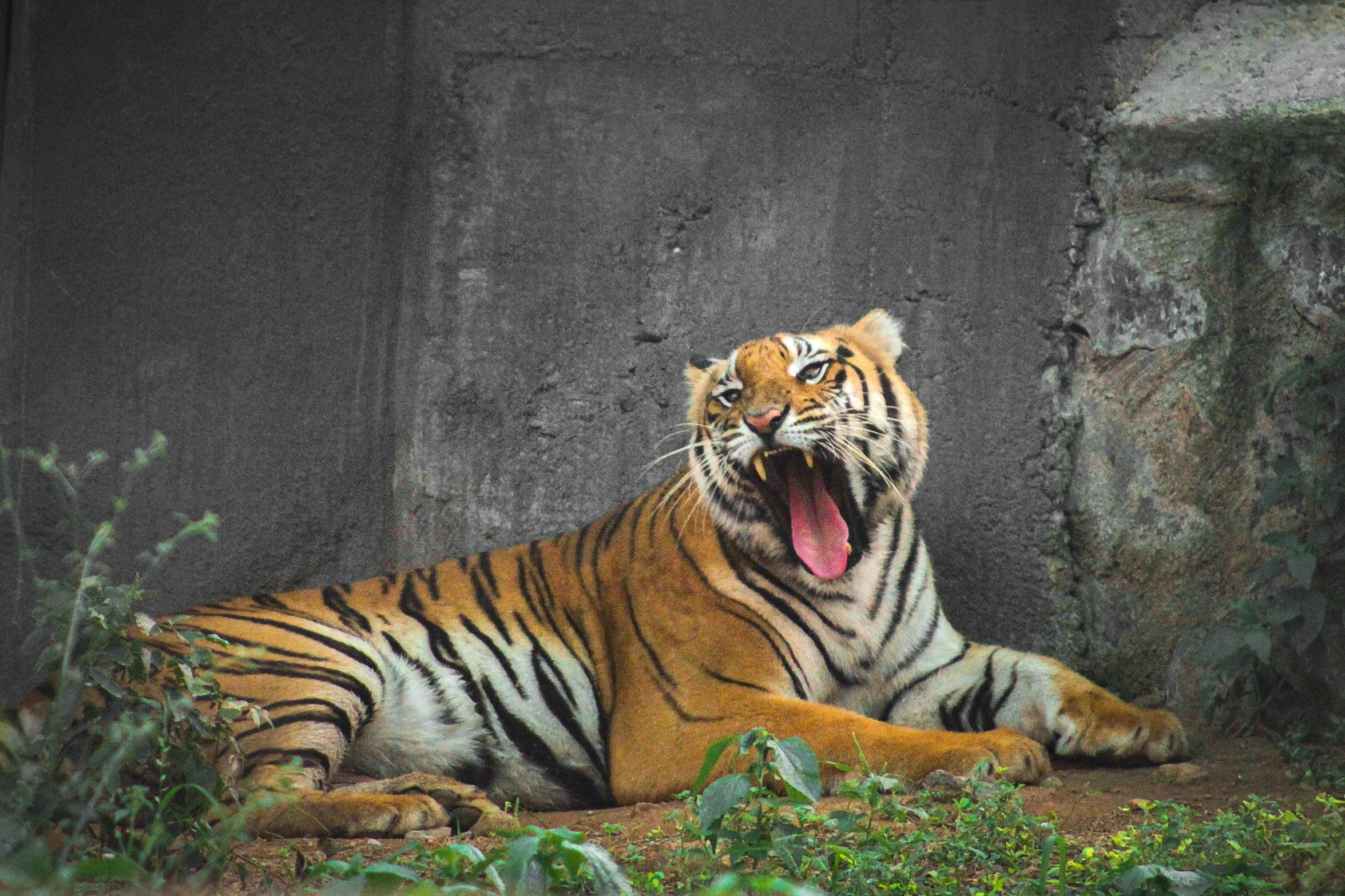 the tiger is lying down and yawning