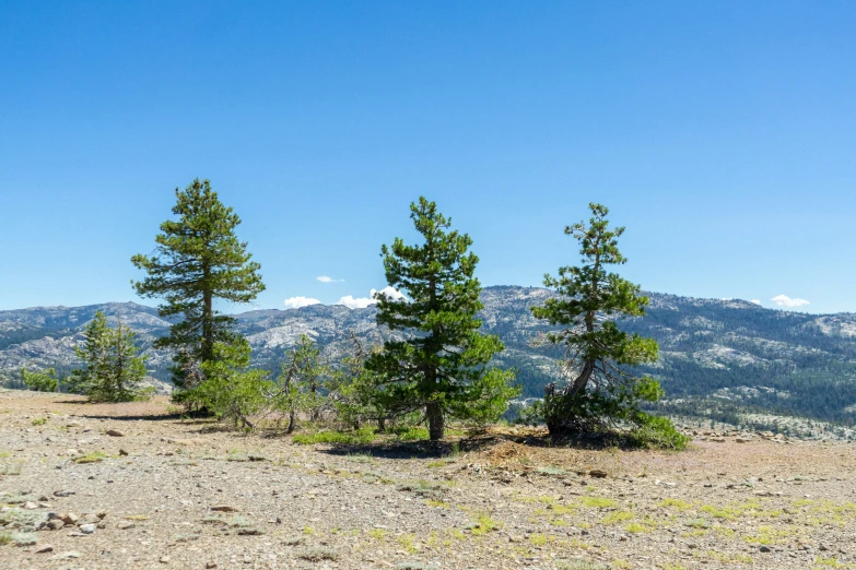 a bunch of trees sitting on top of a mountain