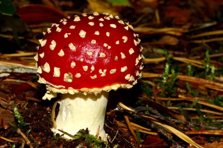 there is a red and white mushroom on the ground