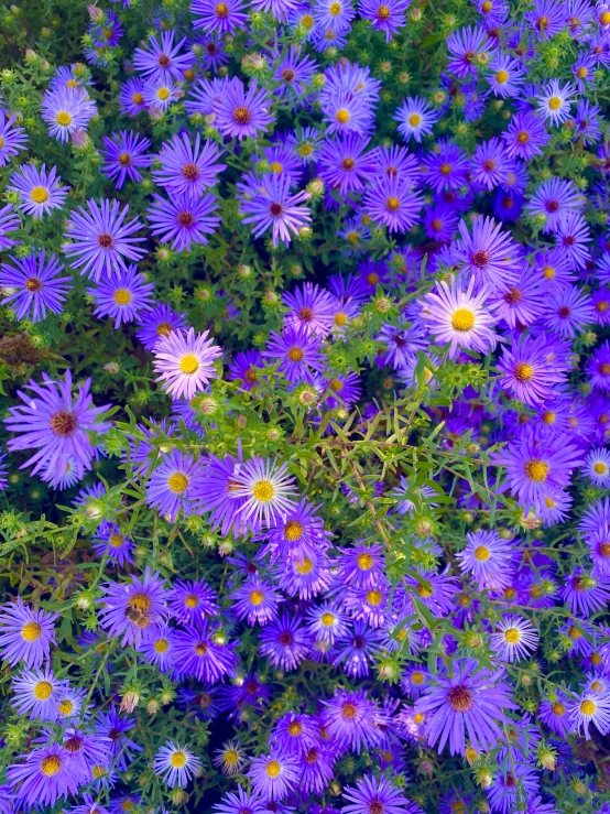 blue flowered plant surrounded by smaller flowers