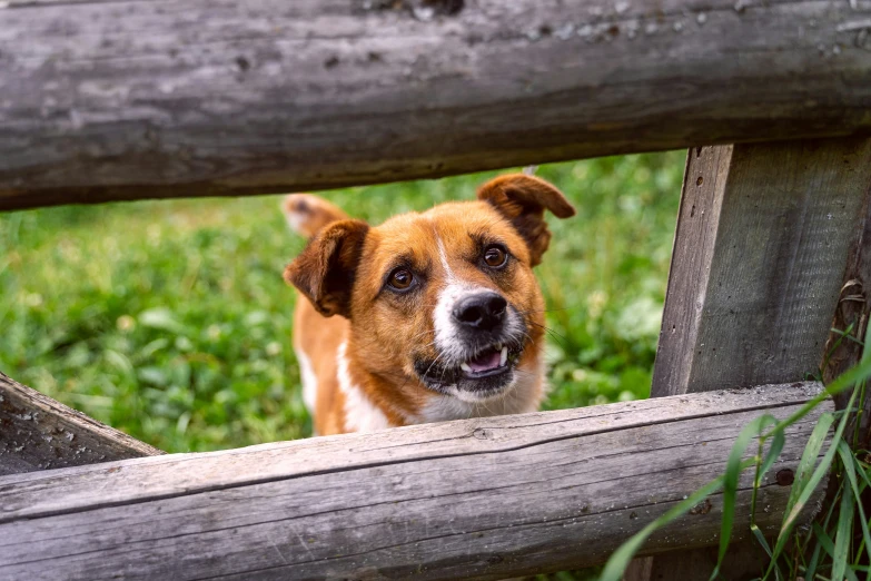 a brown and white dog peeking over a fence