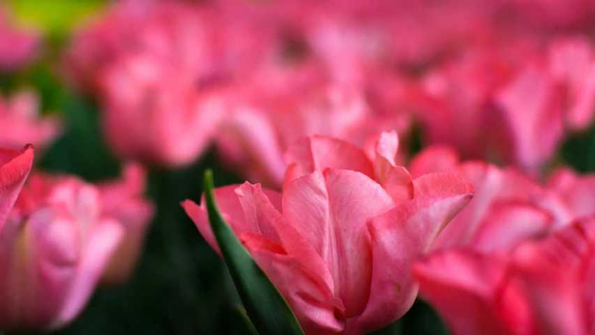 a bunch of pink flowers that have been picked from the field