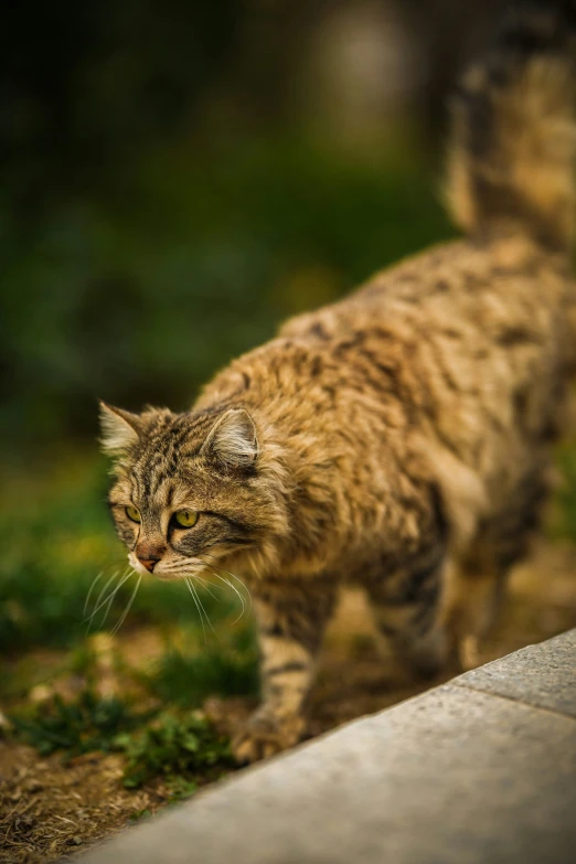 a brown cat walking on some grass next to bushes