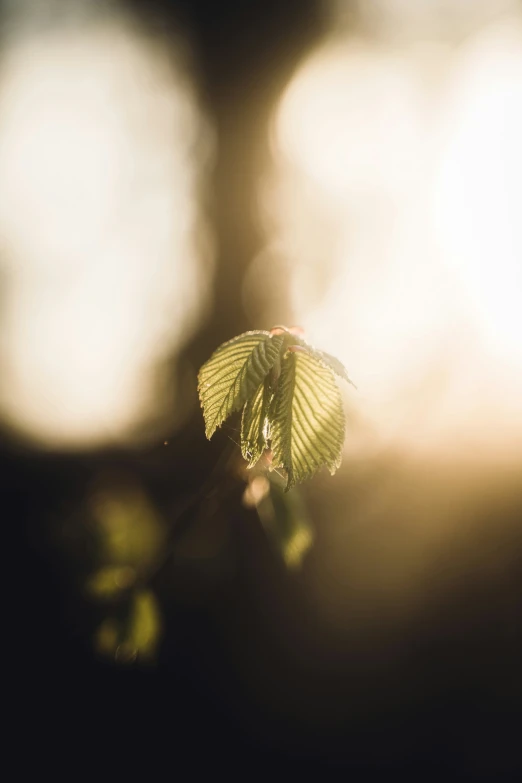 a single leaf on a twig in front of the camera