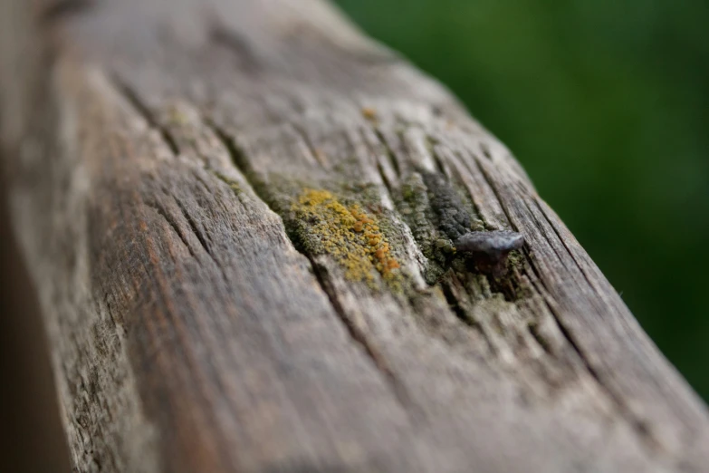 a small insect is on the wooden board