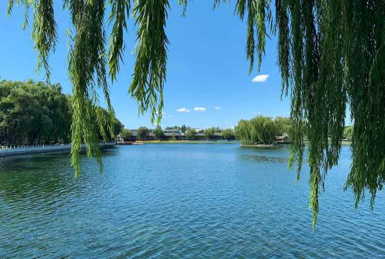 a tree hangs over a body of water