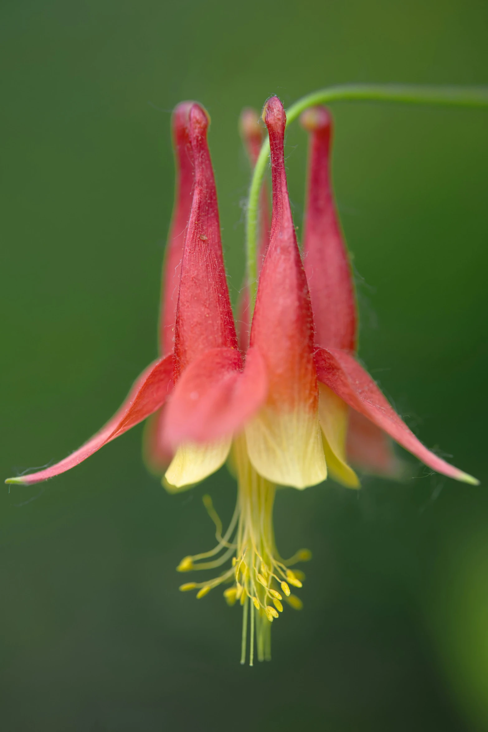 two pink flowers are blooming from stems