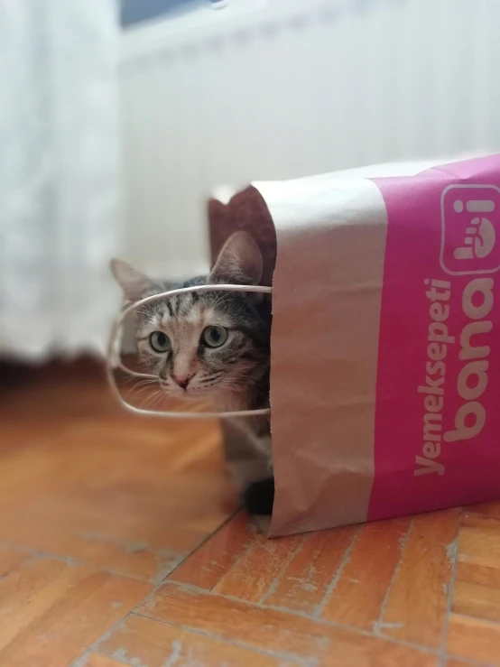 a kitten in a bag with its head sticking out of it