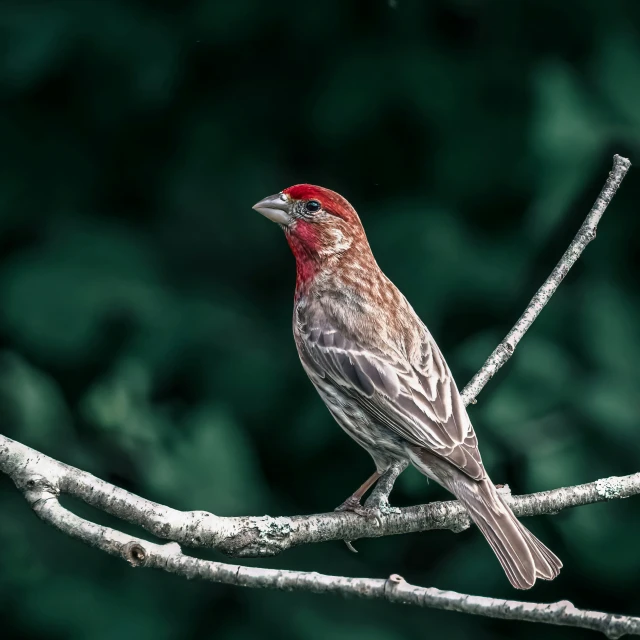 a bird sitting on a nch next to the woods