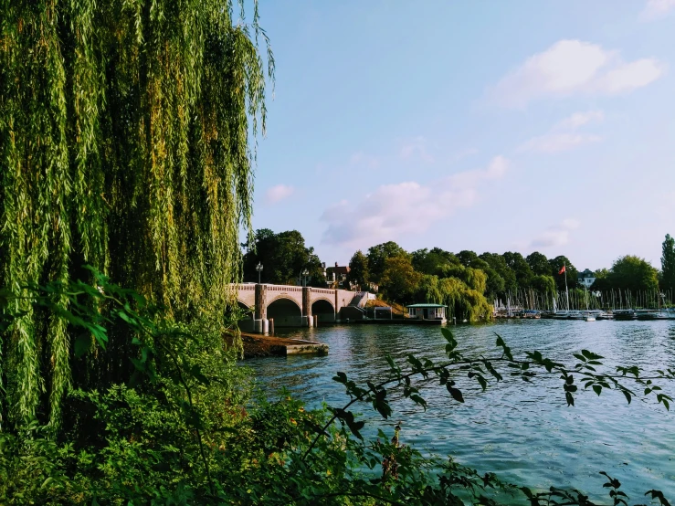 a body of water surrounded by trees