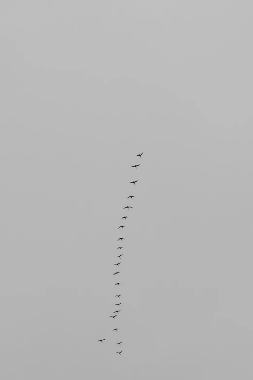several birds that are flying up in the sky