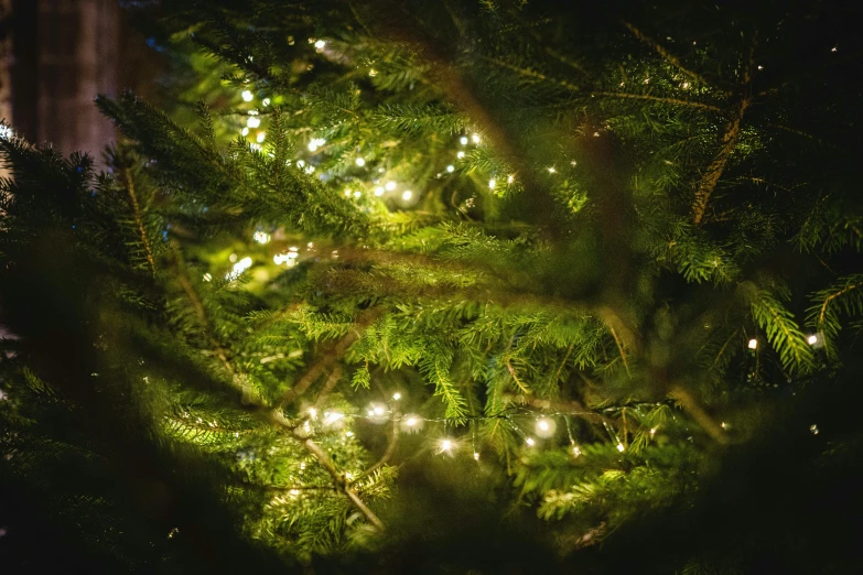 some plants and lights are lit up all around