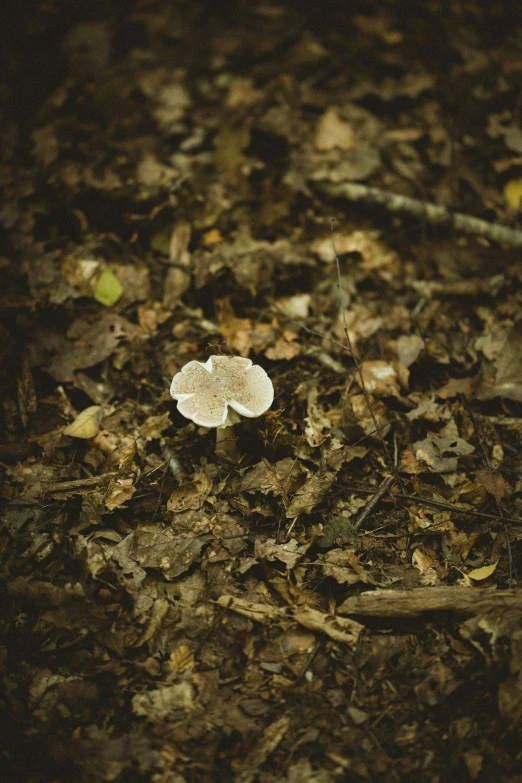 the tiny mushrooms in the forest are ready to go