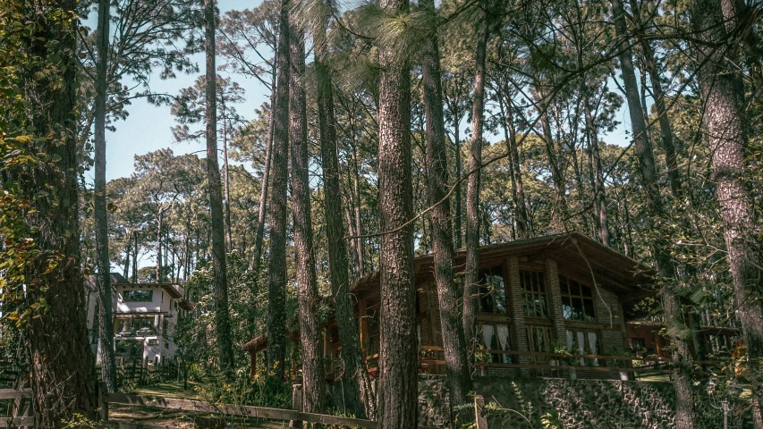 the cabin is nestled amongst lush green trees