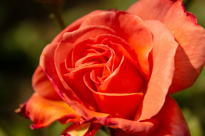 a very pretty orange rose that is growing