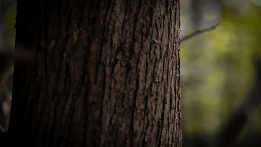 a brown tree with a bird on the bark