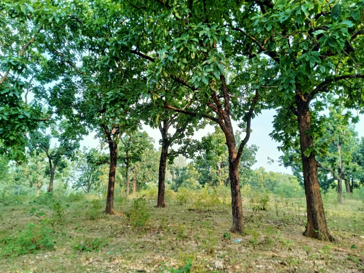 a field with trees in the middle and some grass on the side