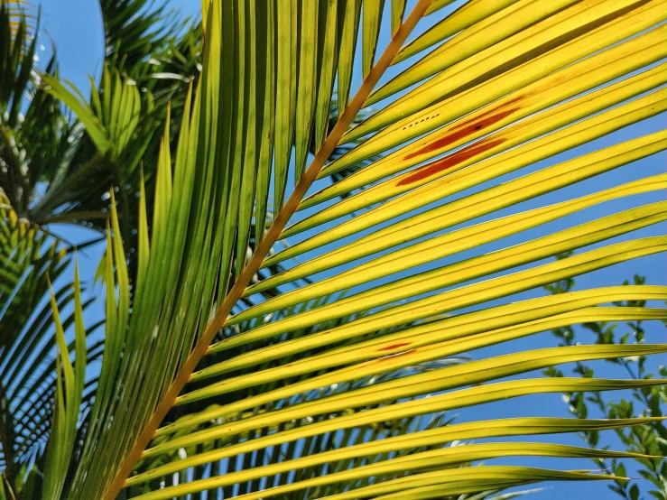 palm leaves against a blue sky, green leaves and yellow tips