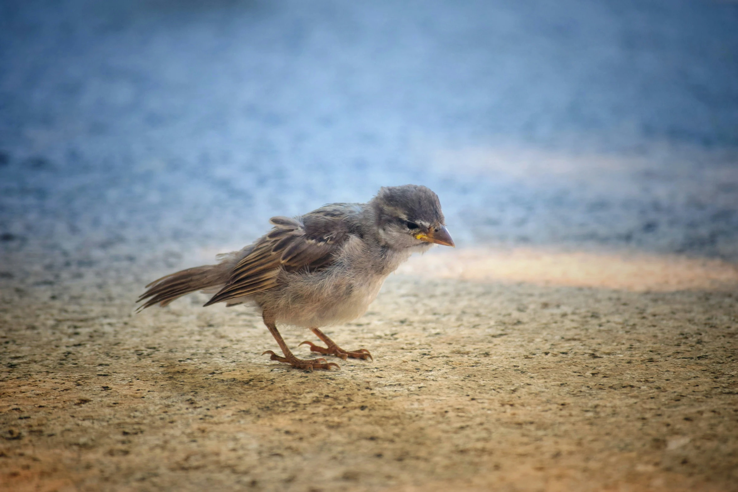 a little bird walking on the beach near the water