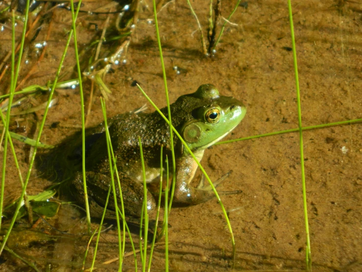a frog sitting in a pond looking at the camera