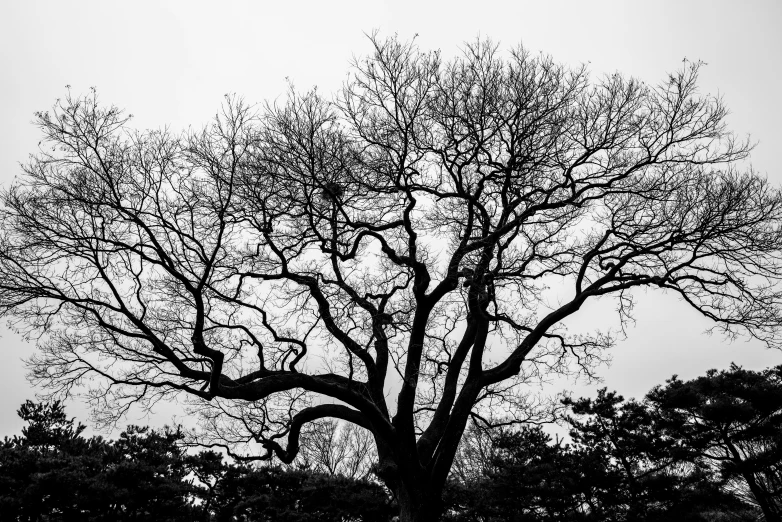 silhouette of a tree on a cloudy day