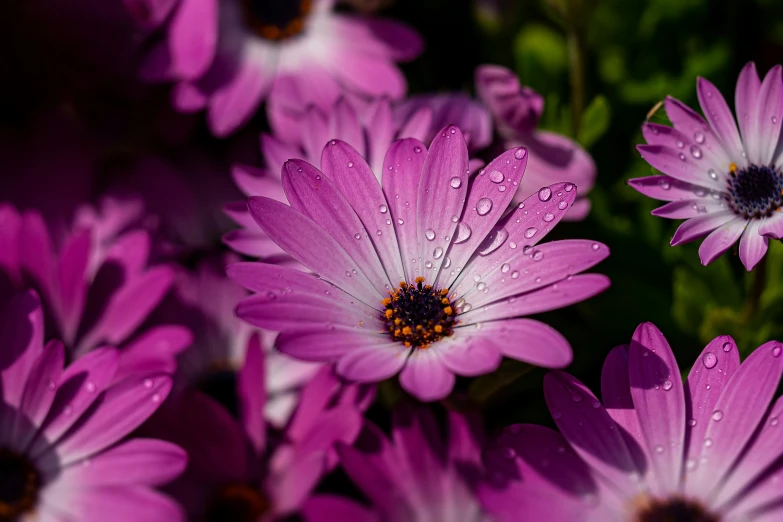 pink flowers are covered in water drops