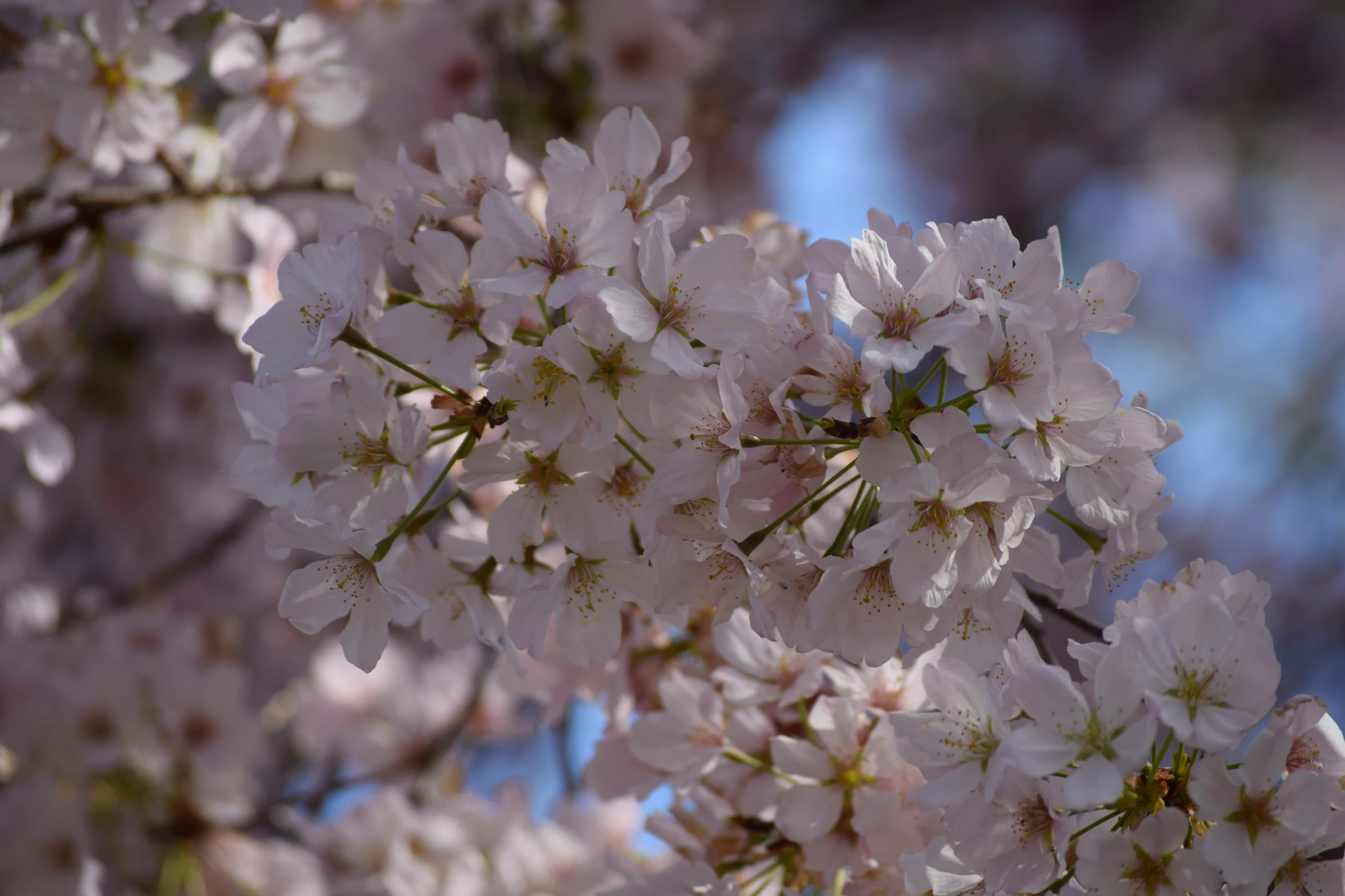 a blossoming nch of a cherry tree is shown