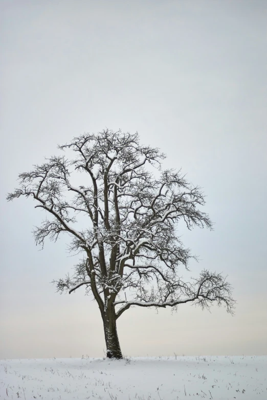 lone tree standing in field, surrounded by snow