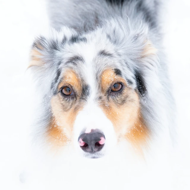 a dog with white and grey fur looks up