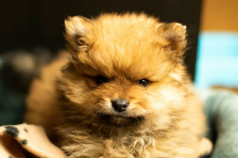 small dog with brown fur sitting on a blanket