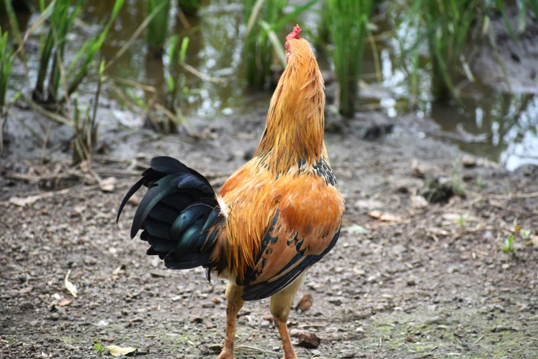 a rooster in a field of grass standing next to a body of water