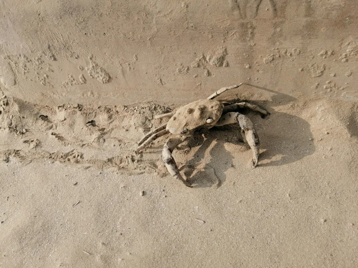 a crab skeleton is lying in the sand