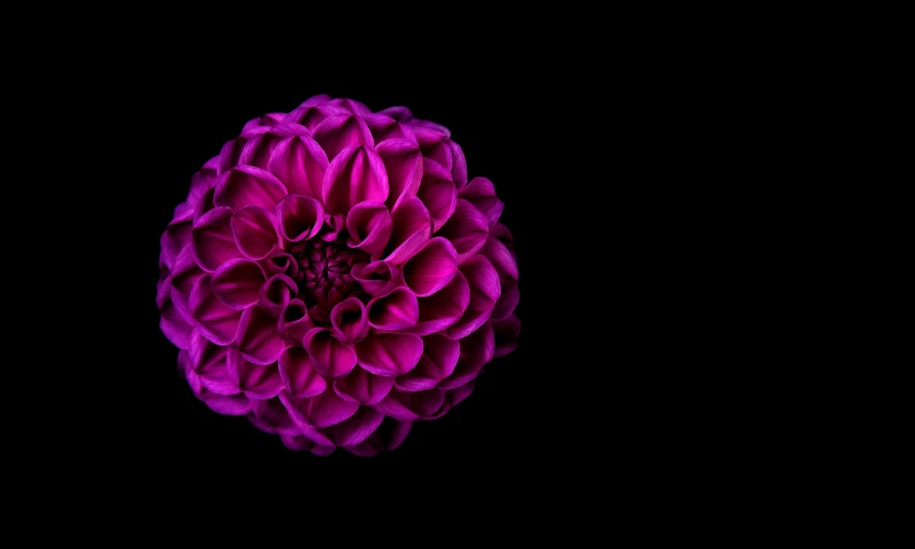 this is a purple flower on a black background