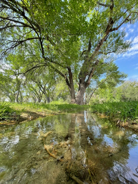 a small river with rocks and a few trees