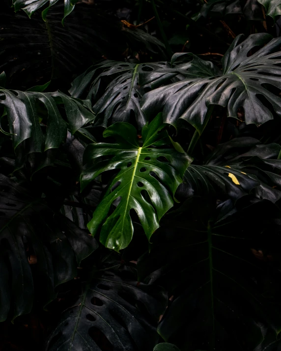 a large variety of leaves spread across a dark ground