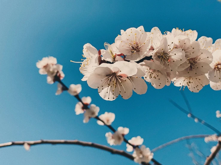 the blooming flowers on the tree are starting to buddle