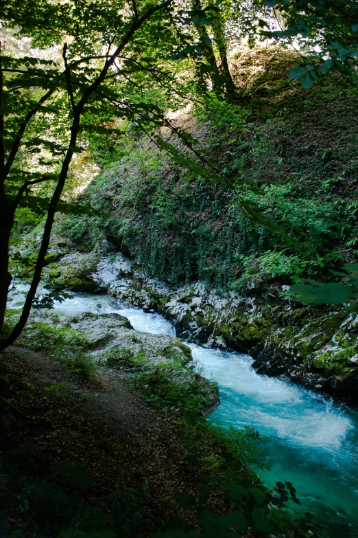 a creek flowing under the trees and on top of a hillside