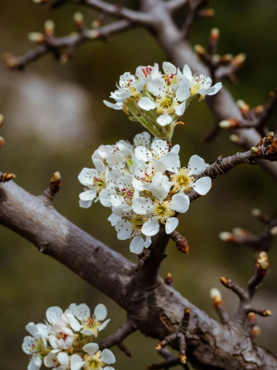 some white flowers are on a tree nch