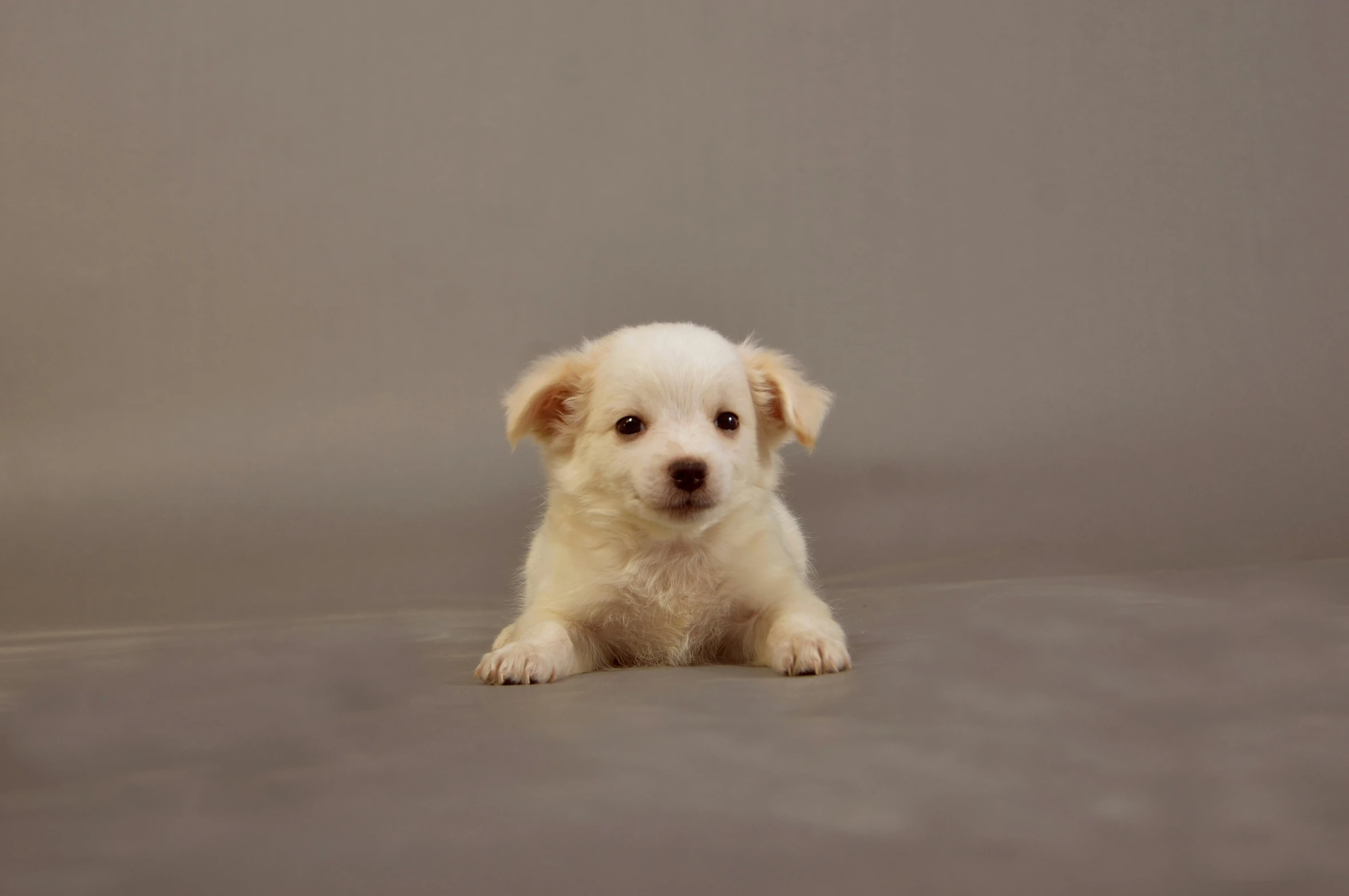 there is a puppy that is sitting down