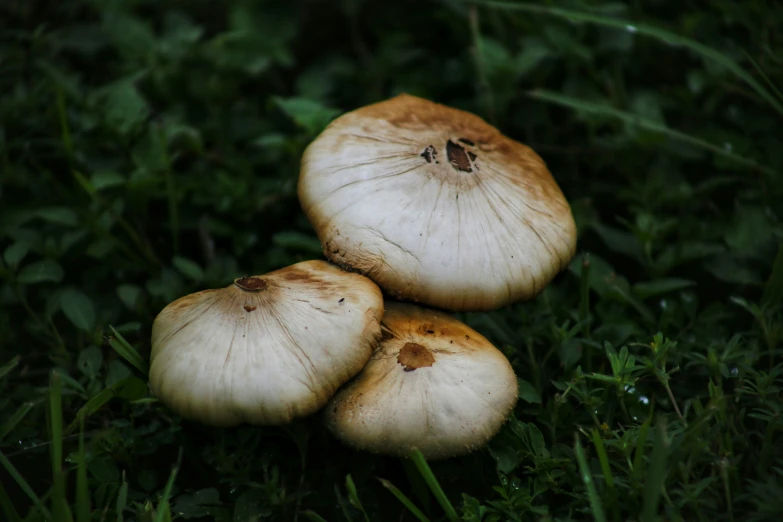 three mushrooms on the grass, one of which has two heads