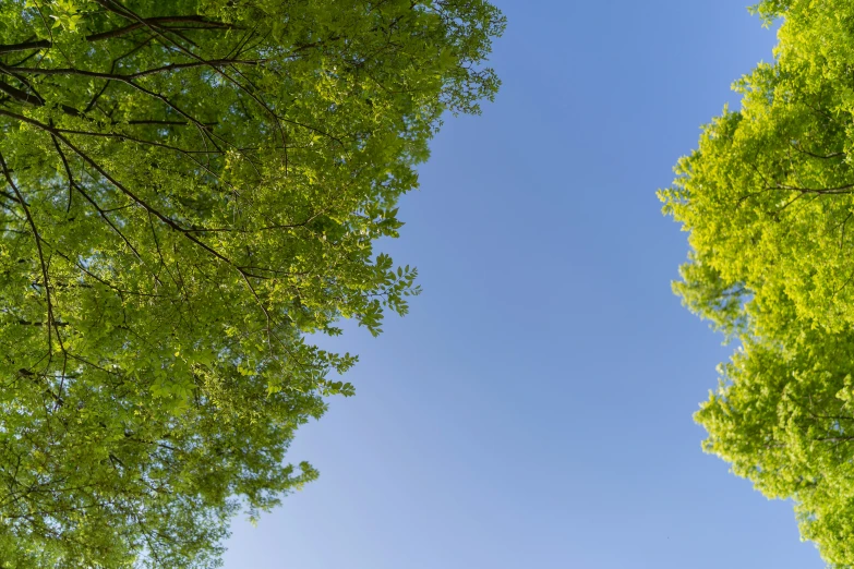 an image of green trees against the blue sky