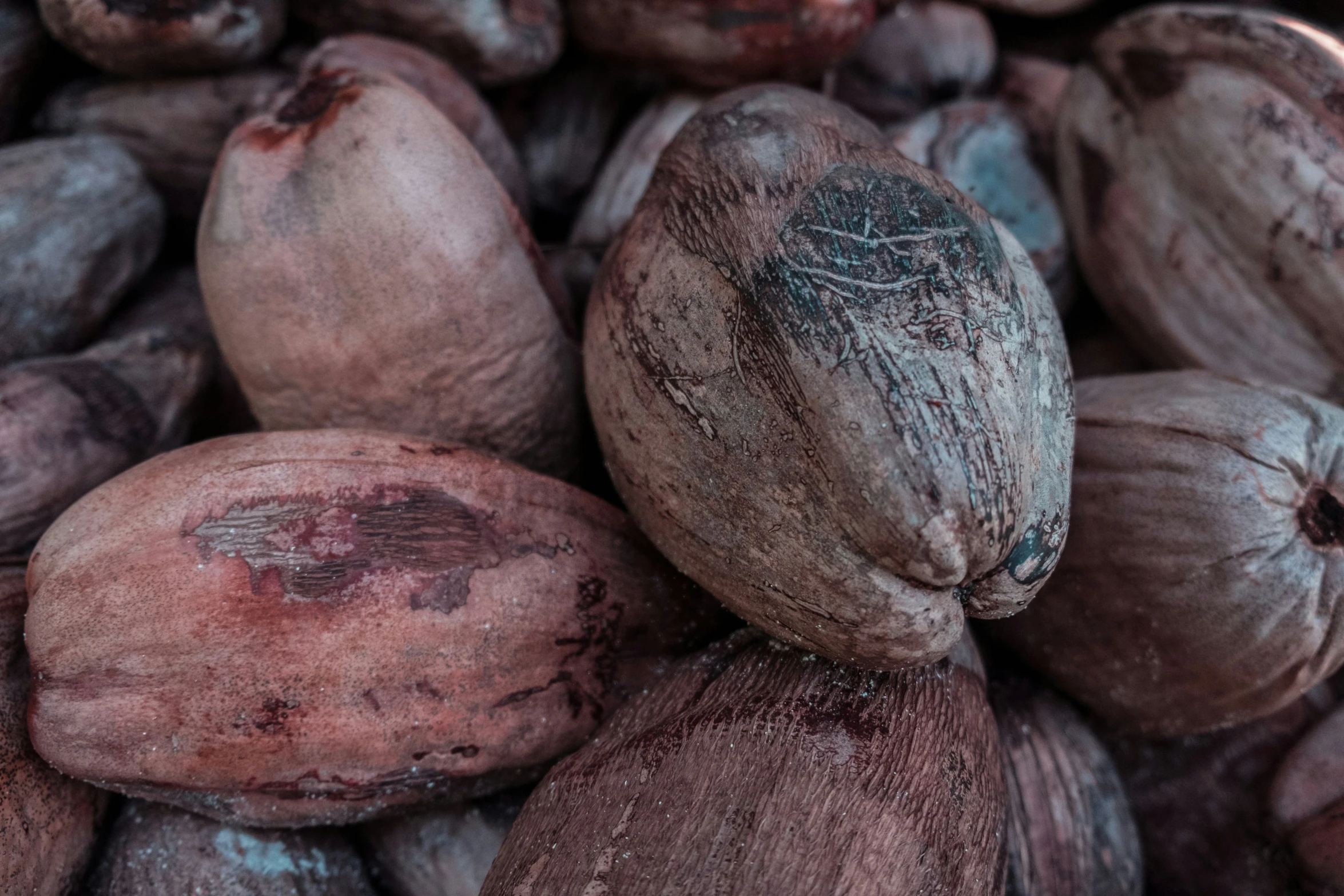 the cocoa beans have been cut open and unpeeled