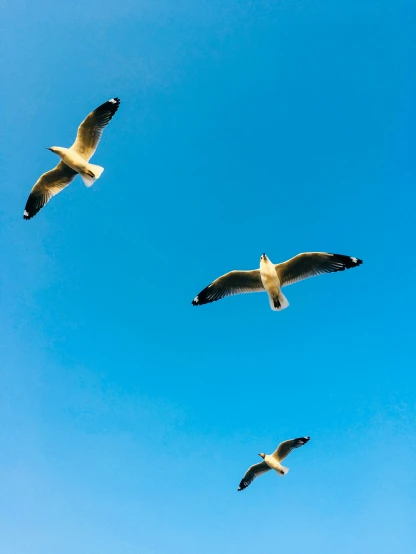 a group of seagulls fly through the air