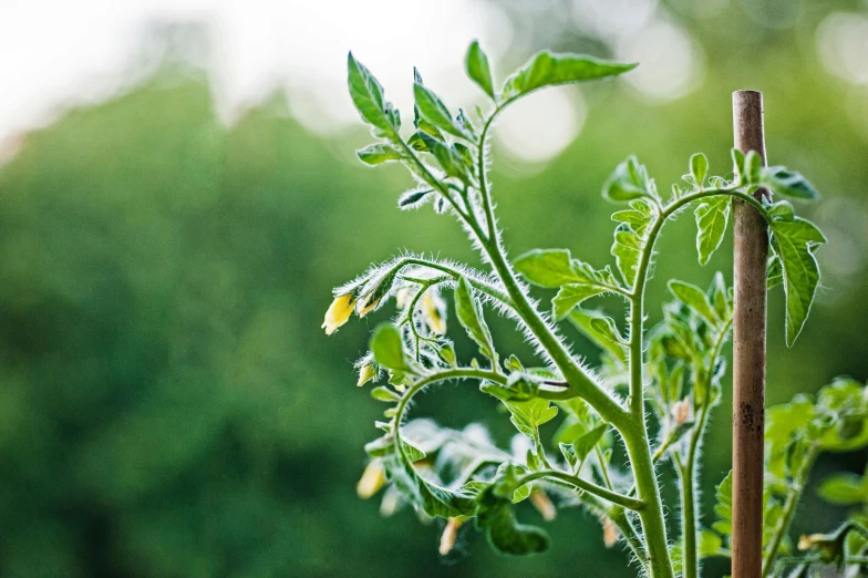 small green plants growing in an open space