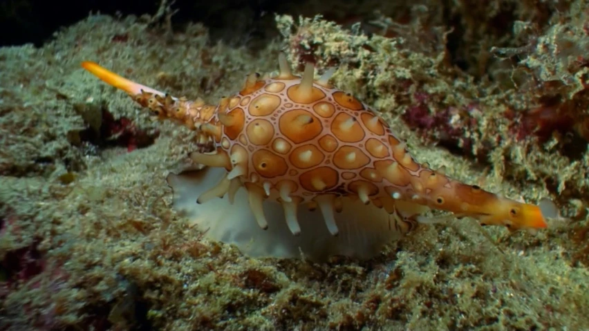 an orange and white nud hiding in the grass