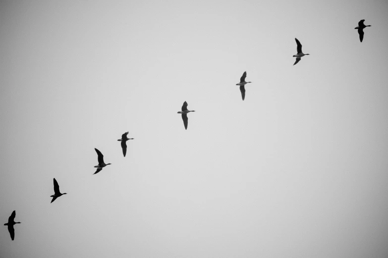 the flock of birds is flying low in the sky