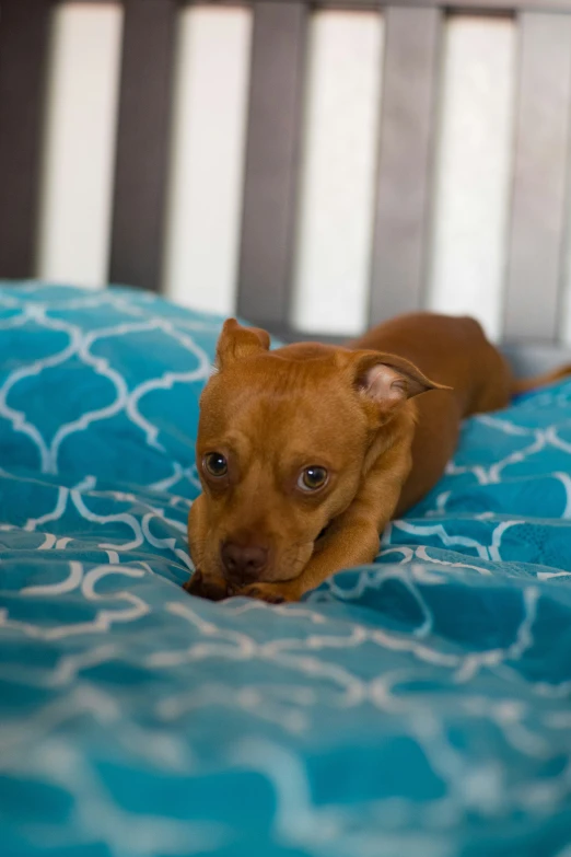 a small brown dog laying on top of a blue blanket