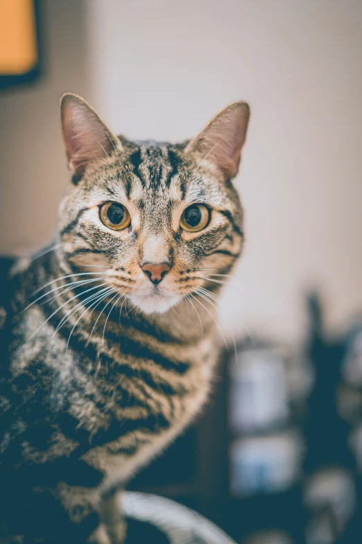 a very cute cat sitting in a room