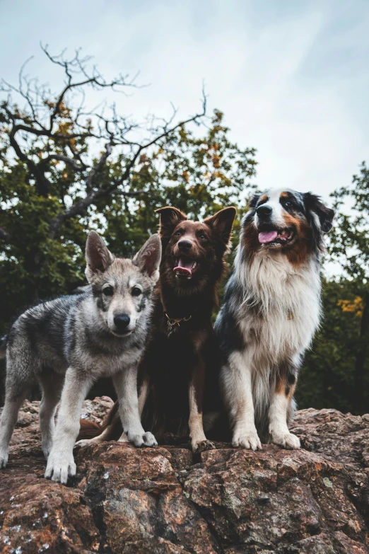 three adorable dogs standing on top of a stone wall